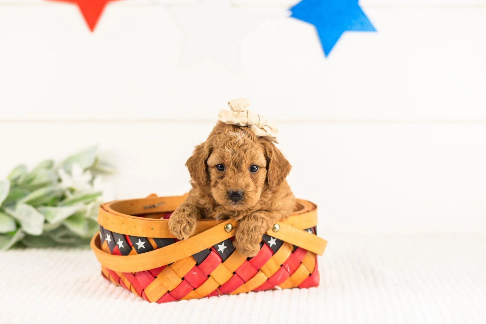 lisa goldendoodle for sale..jpg