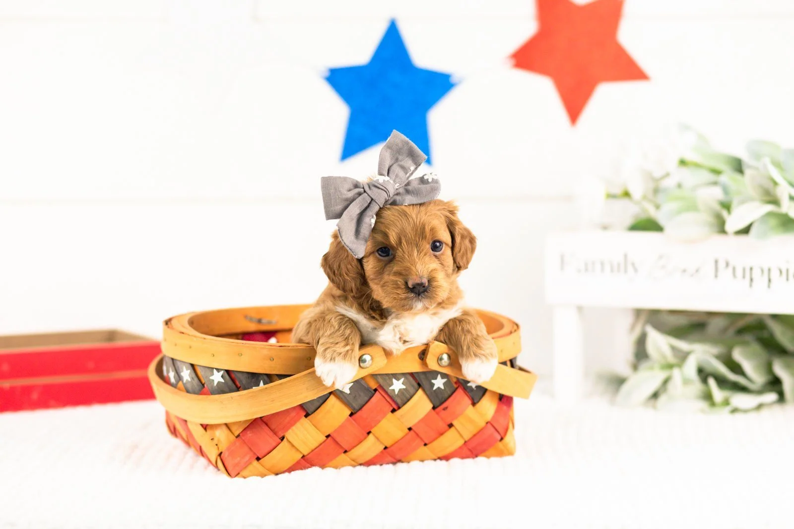 shari goldendoodle for sale(3).jpg