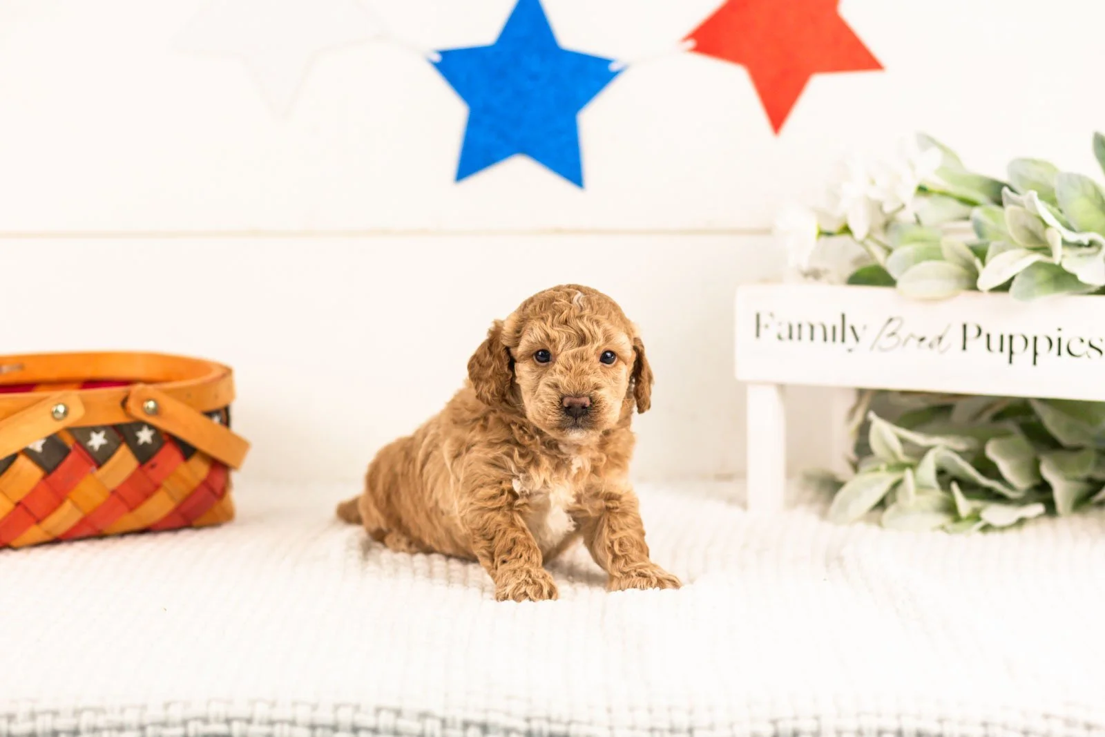 Benji goldendoodle for sale(2).jpg