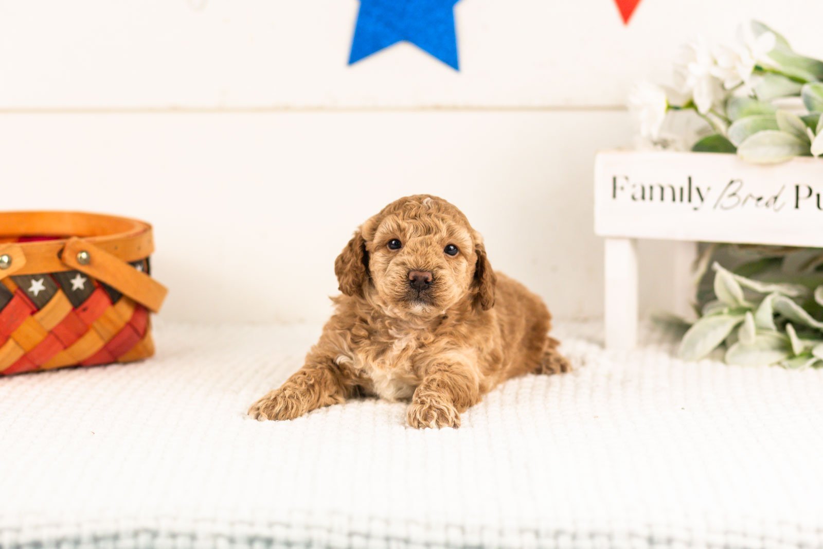 Benji goldendoodle for sale(1).jpg