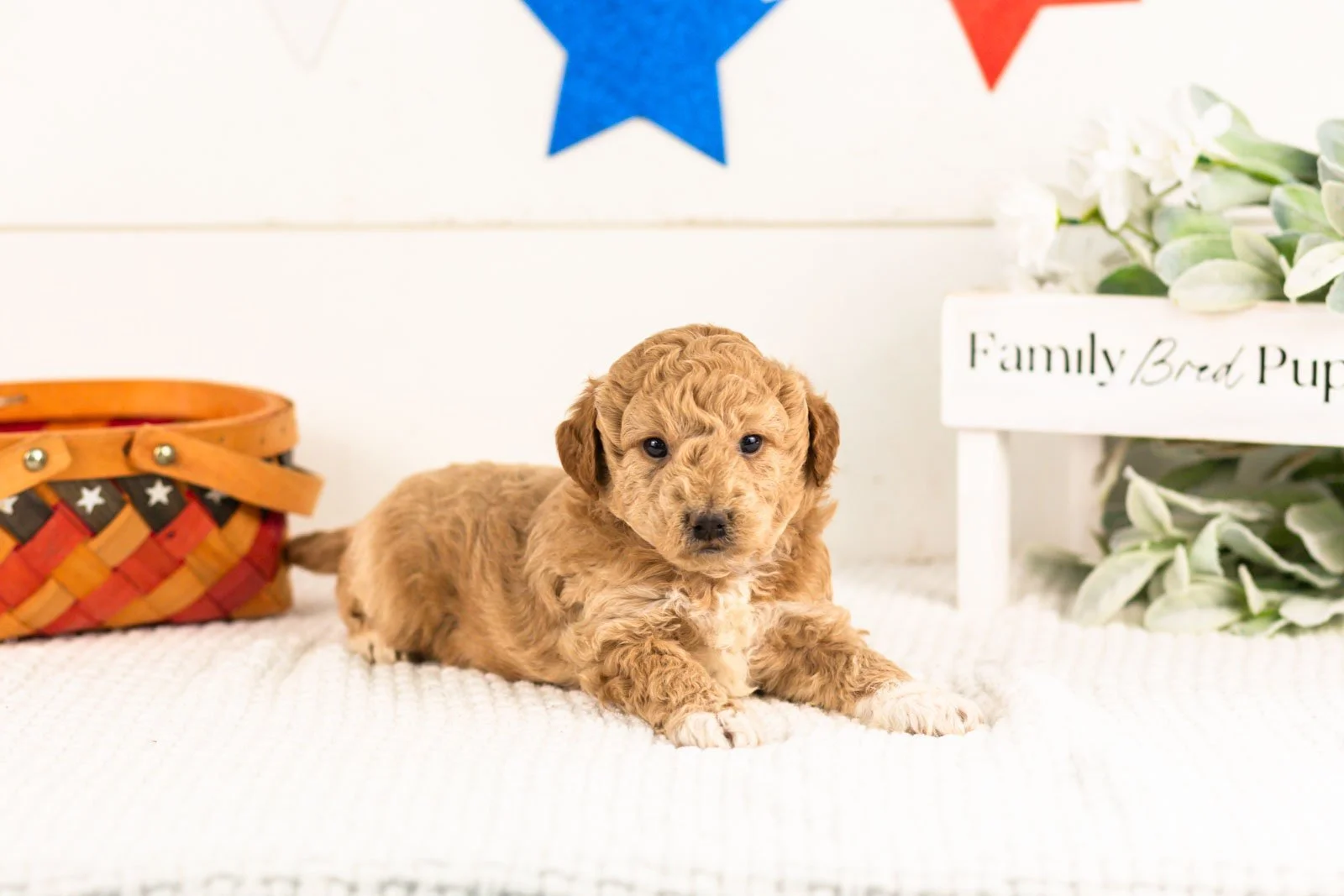 caleb goldendoodle for sale..jpg