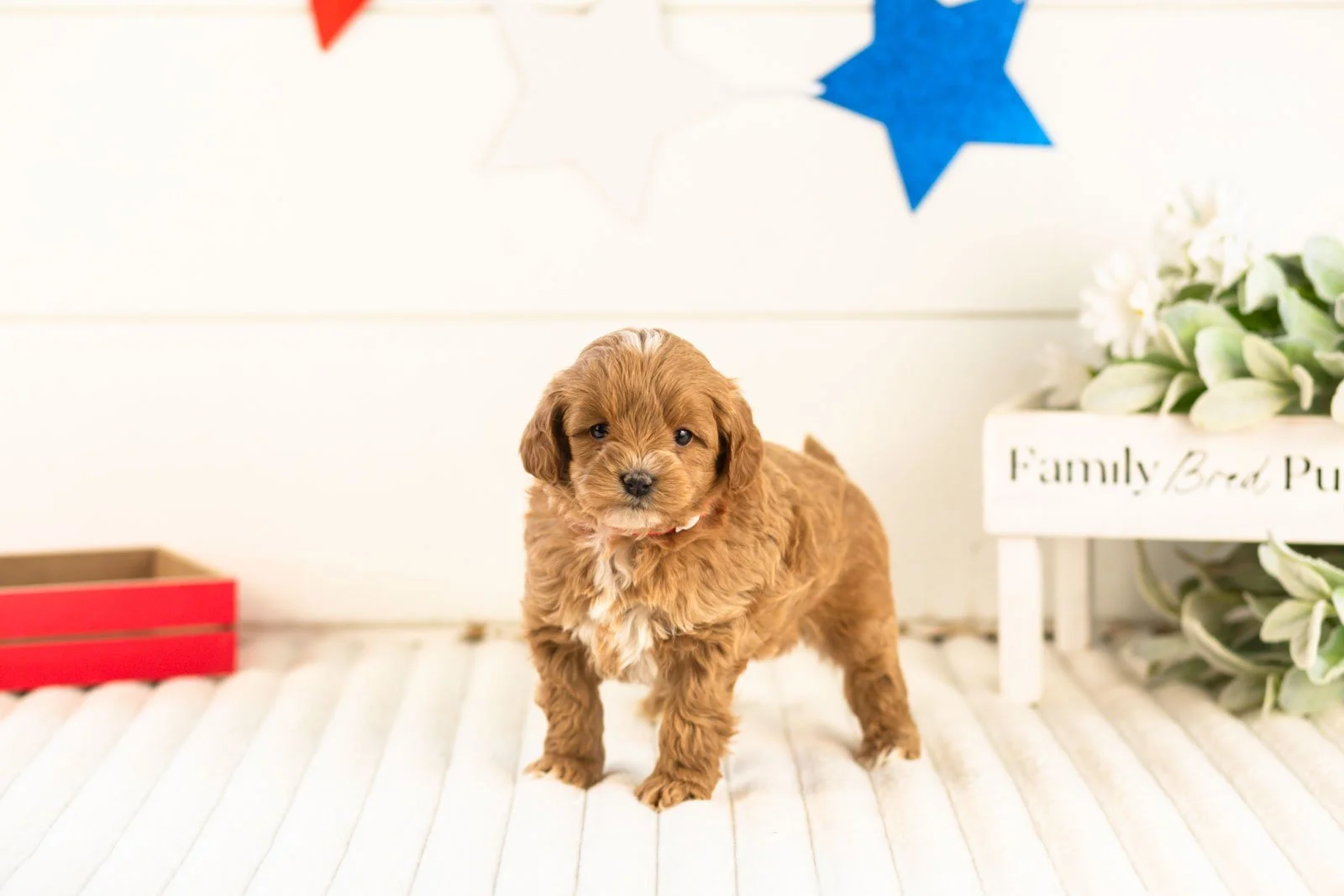 cobalt goldendoodle for sale(3).jpg