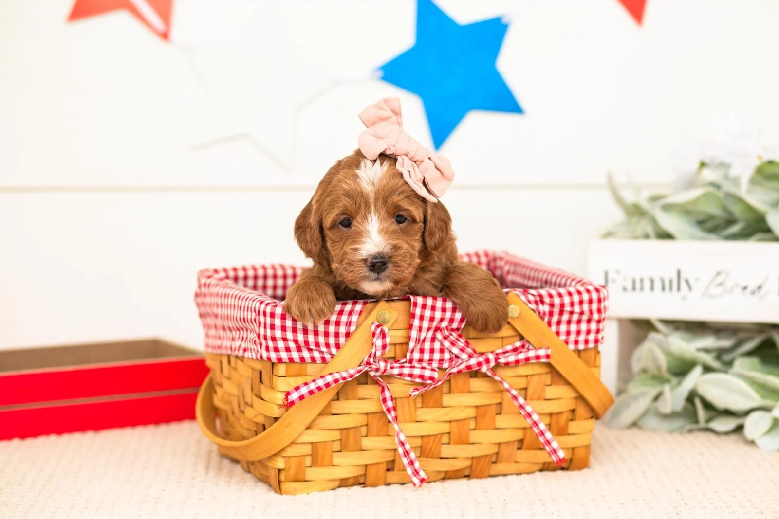 leia goldendoodle for sale(3).jpg