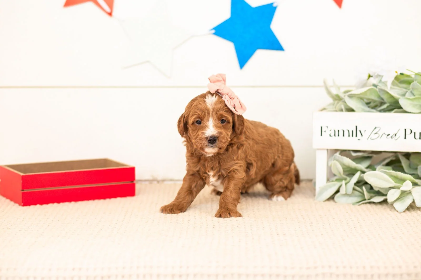 leia goldendoodle for sale(1).jpg