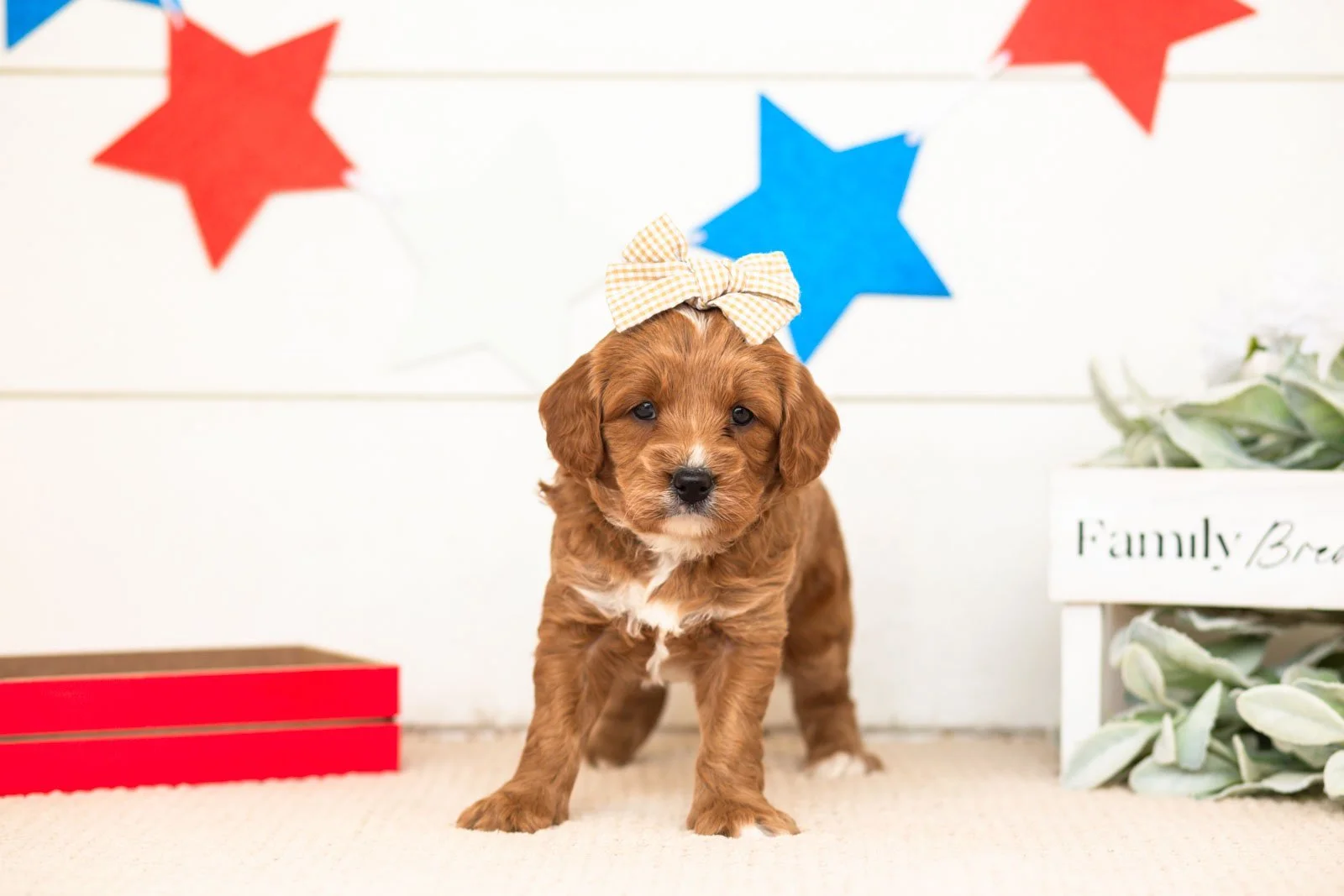 padme goldendoodle for sale.jpg