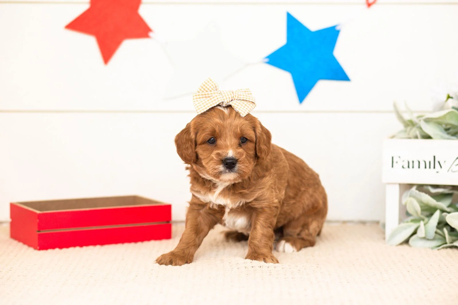 padme goldendoodle for sale(1).jpg
