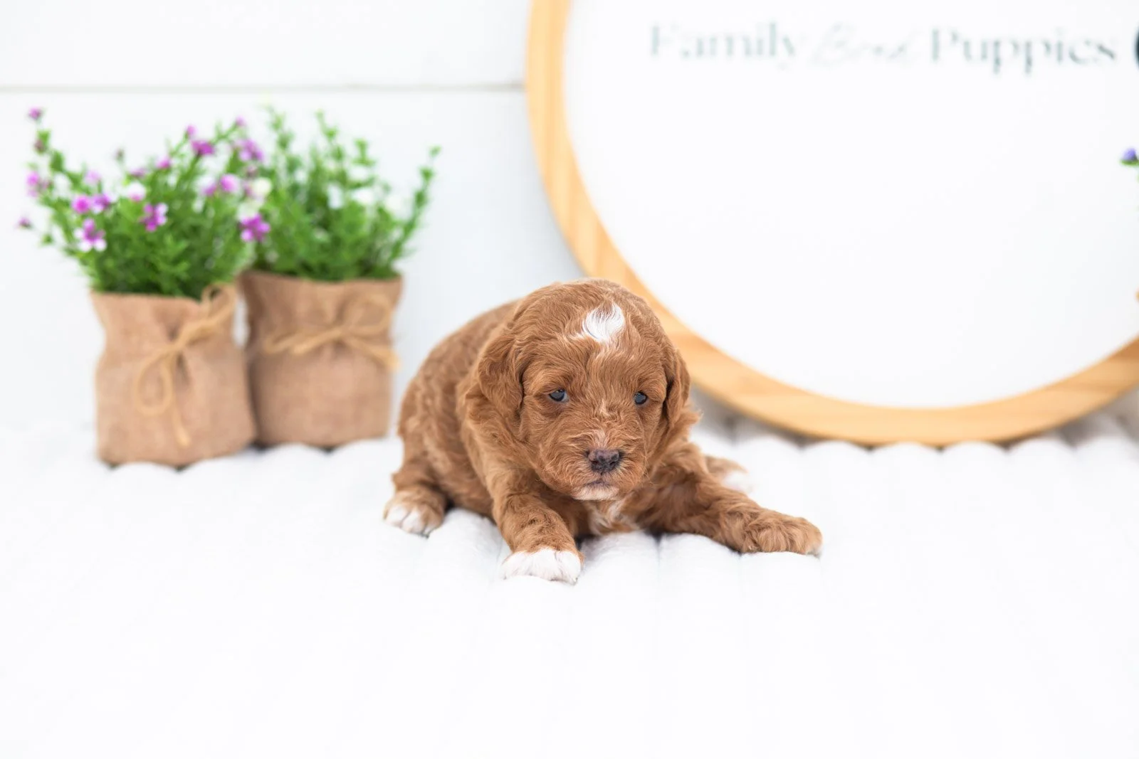 chewie godlendoodle for sale(3).jpg