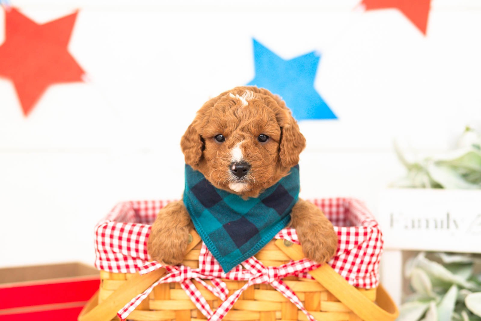 luke goldendoodle for sale(2).jpg