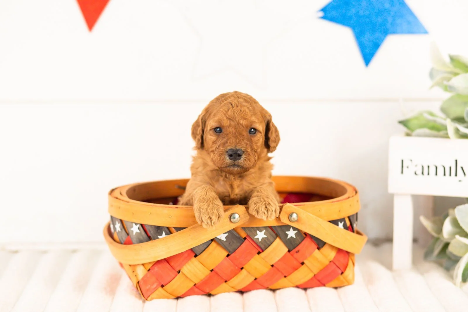 Savannah goldendoodle for sale(4).jpg