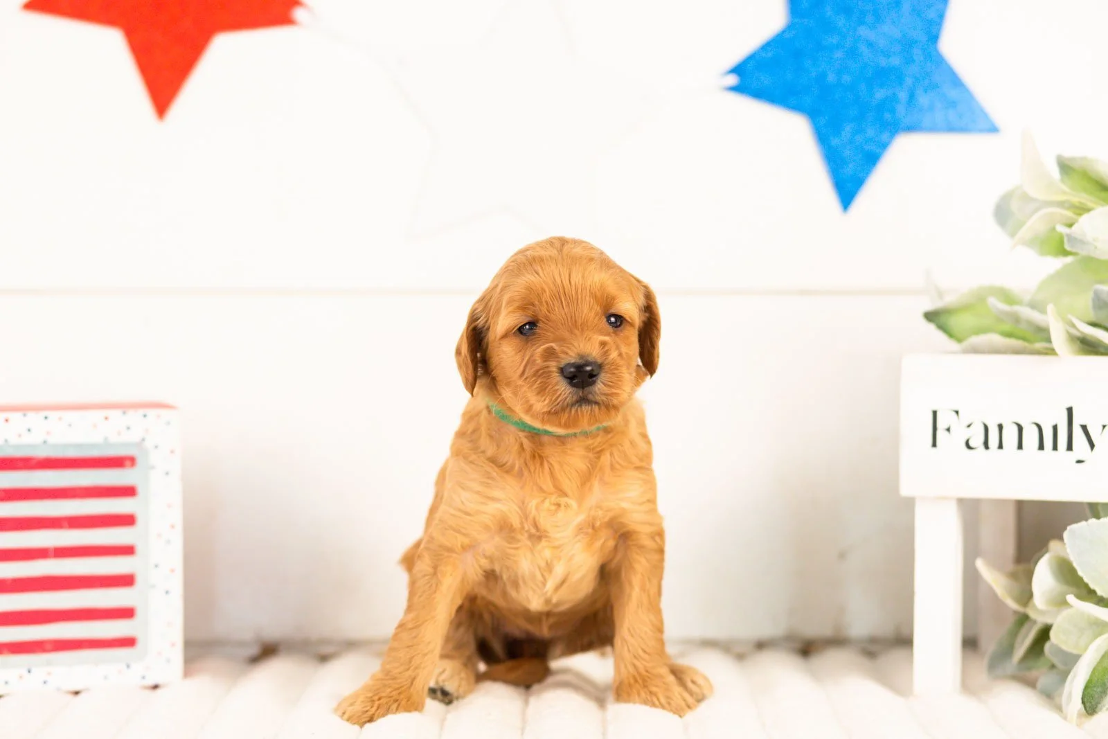 Sequoia goldendoodle for sale.jpg