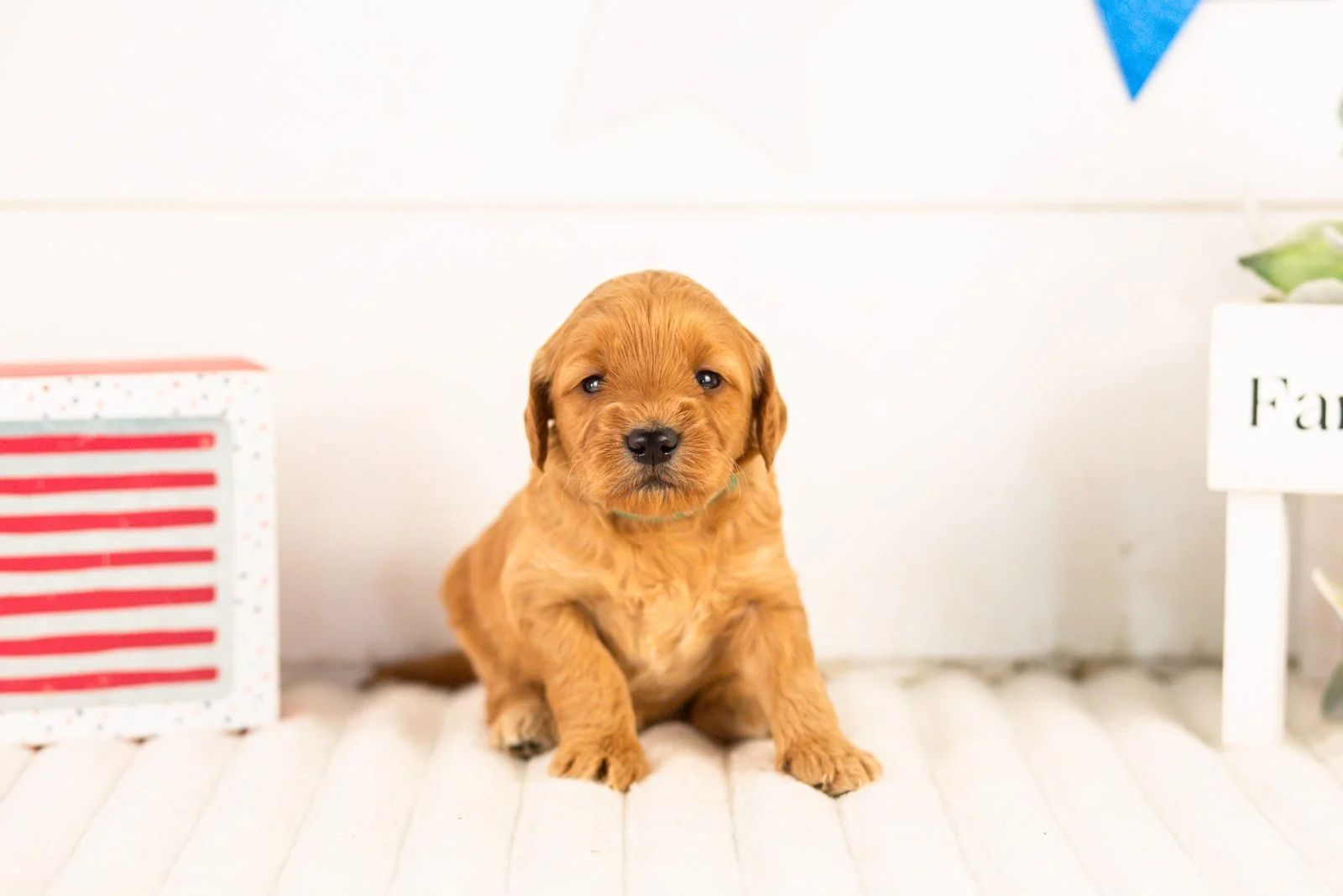 Sequoia goldendoodle for sale(1).jpg