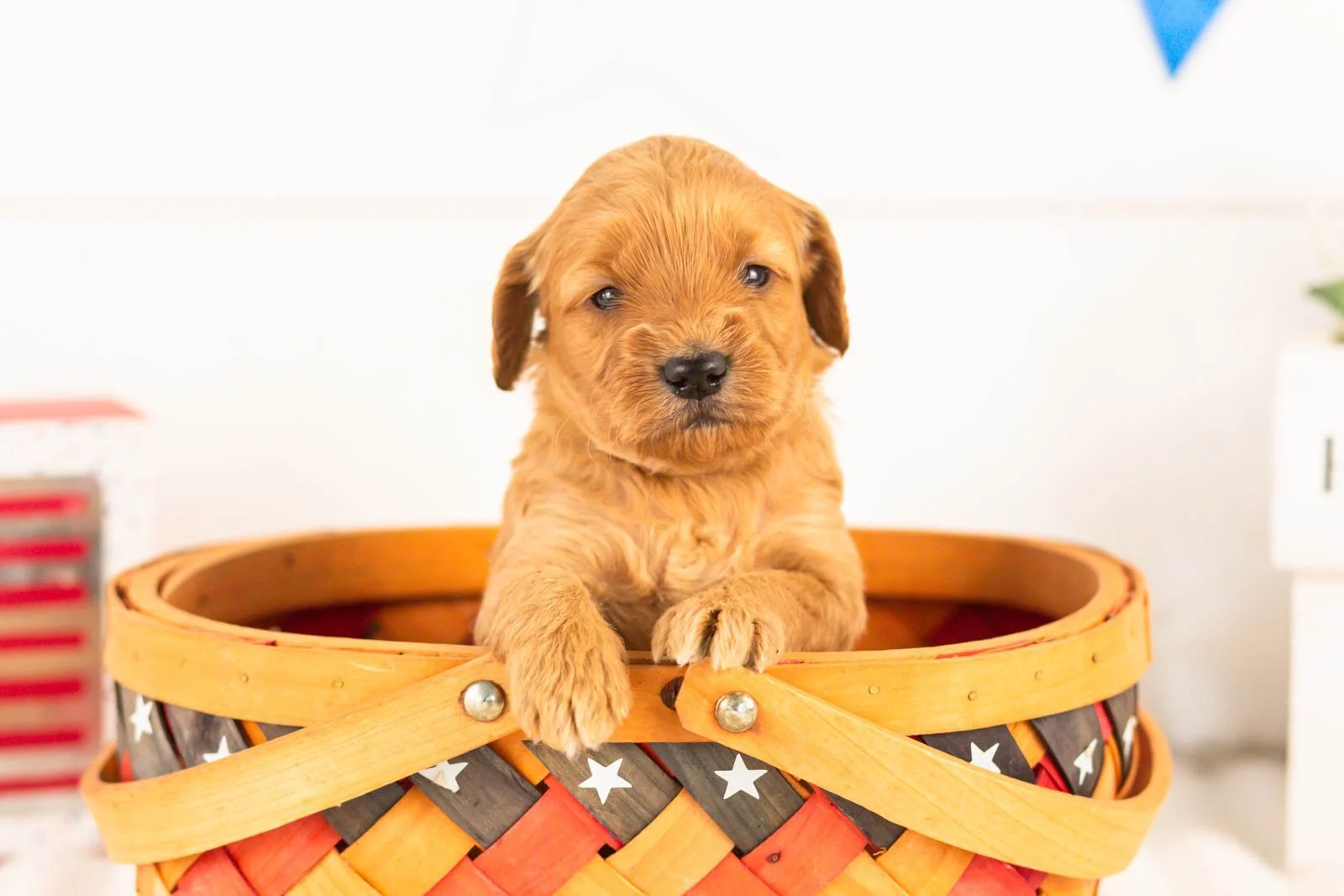Sequoia goldendoodle for sale(2).jpg
