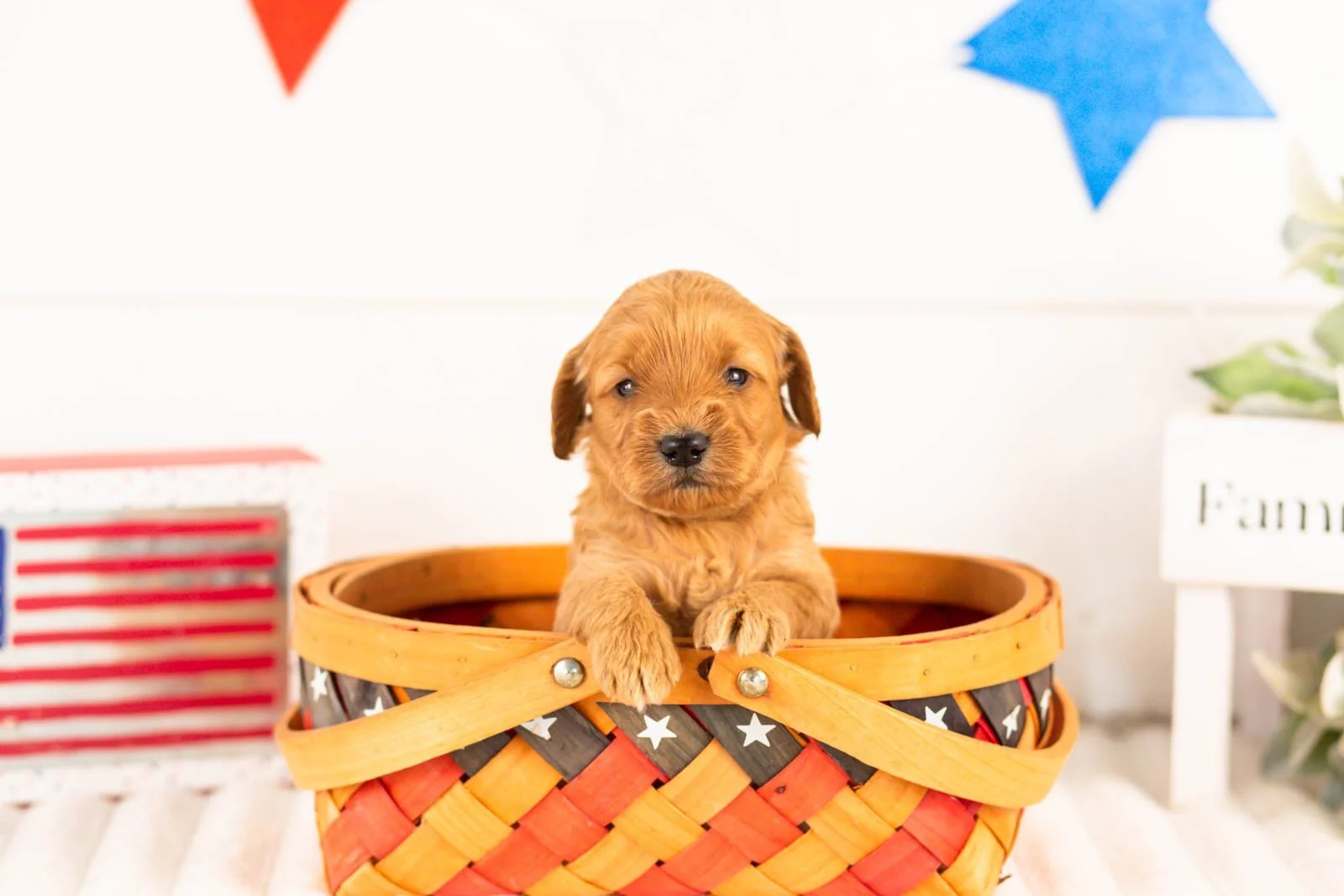 Sequoia goldendoodle for sale(3).jpg