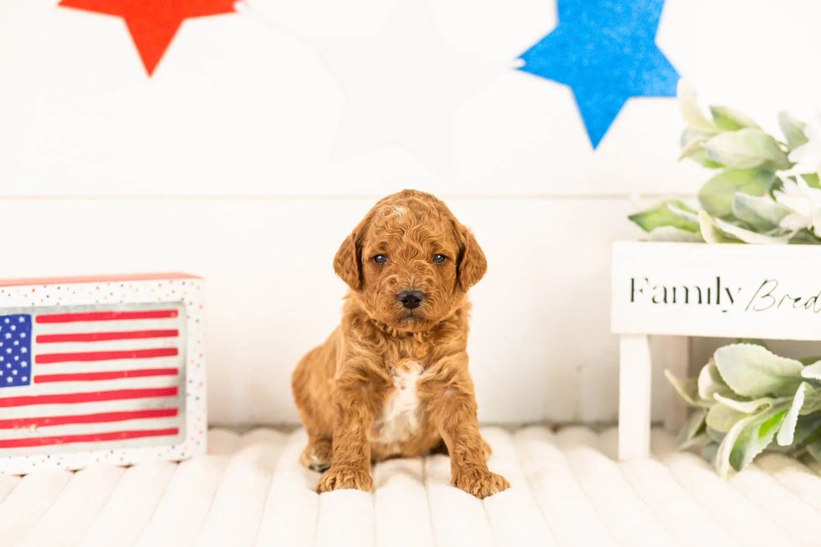 Denali goldendoodle for sale.jpg