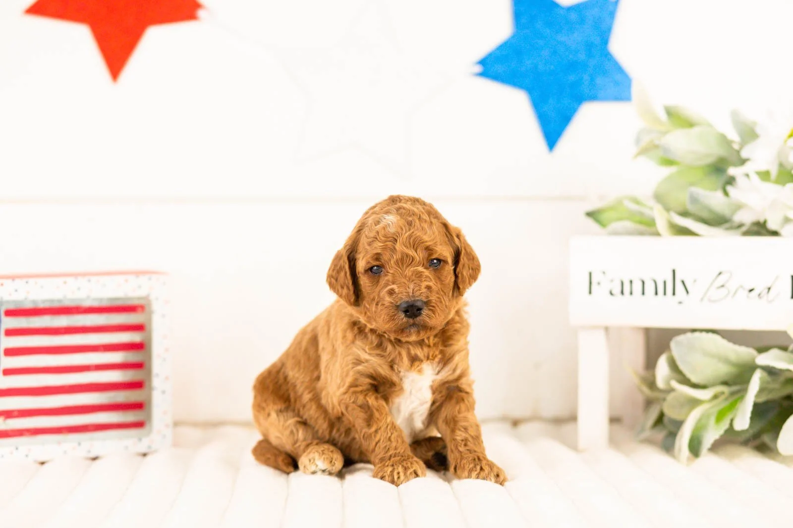Denali goldendoodle for sale(1).jpg