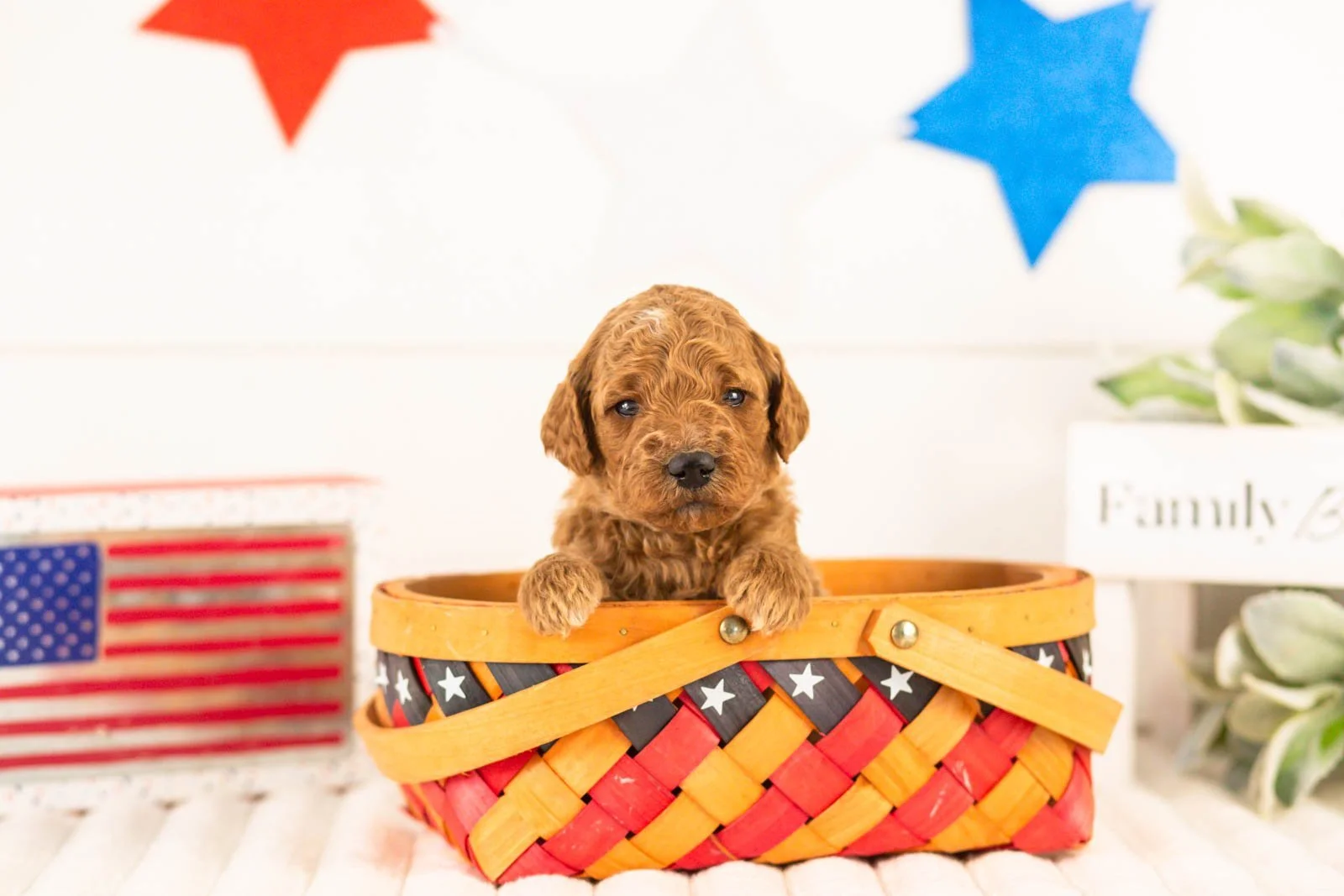 Denali goldendoodle for sale(2).jpg