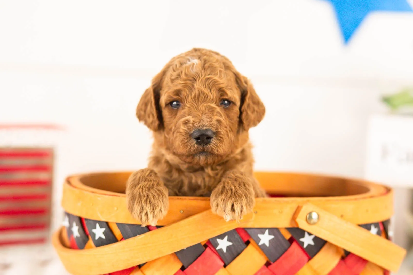 Denali goldendoodle for sale(3).jpg