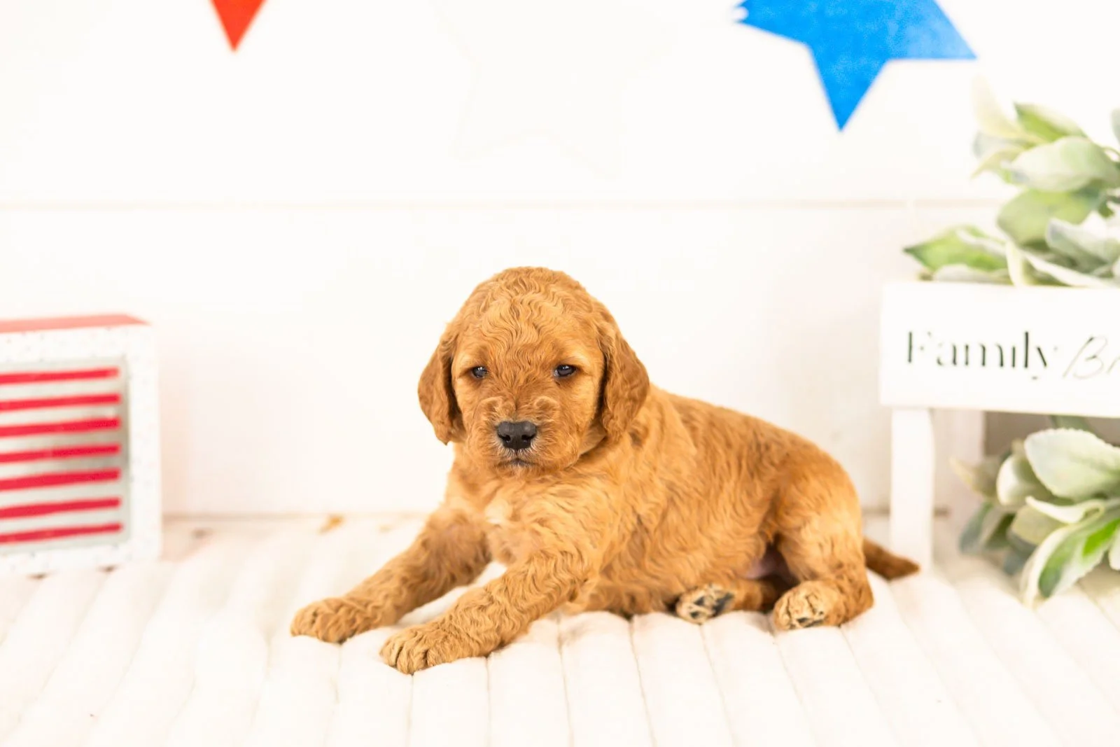 Olympic goldendoodle for sale.jpg