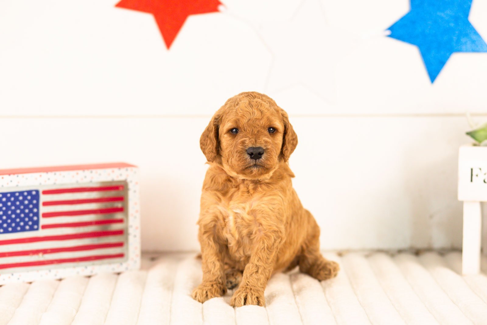 Olympic goldendoodle for sale(1).jpg
