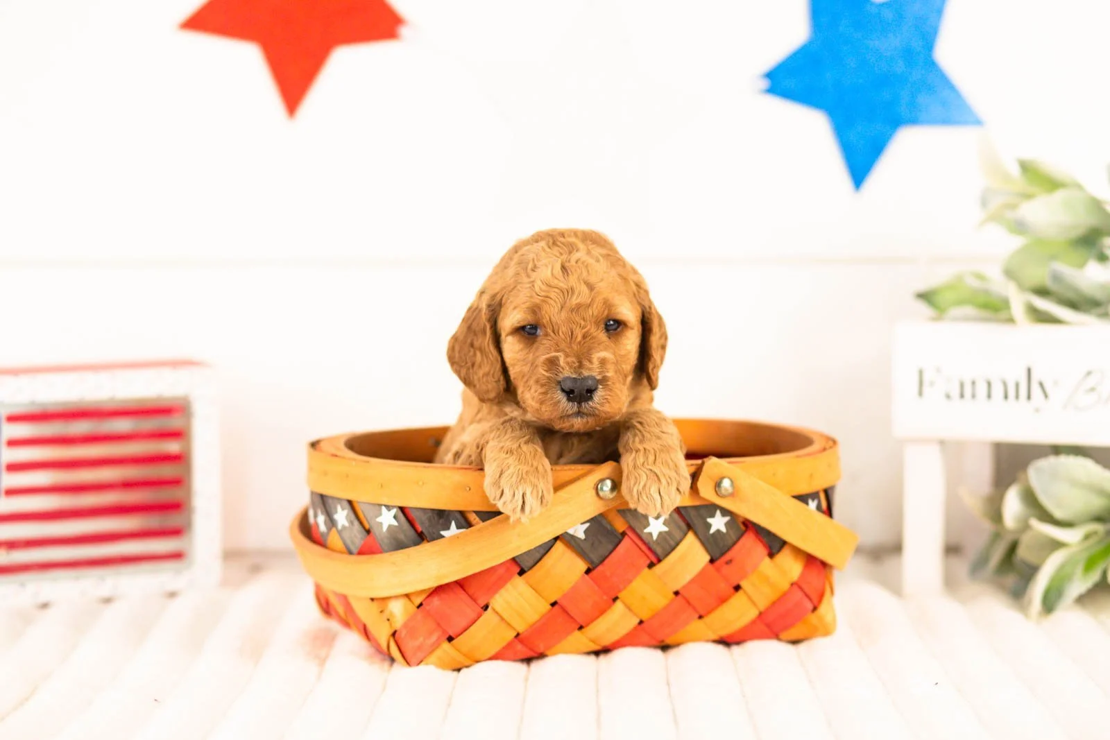 Olympic goldendoodle for sale(2).jpg