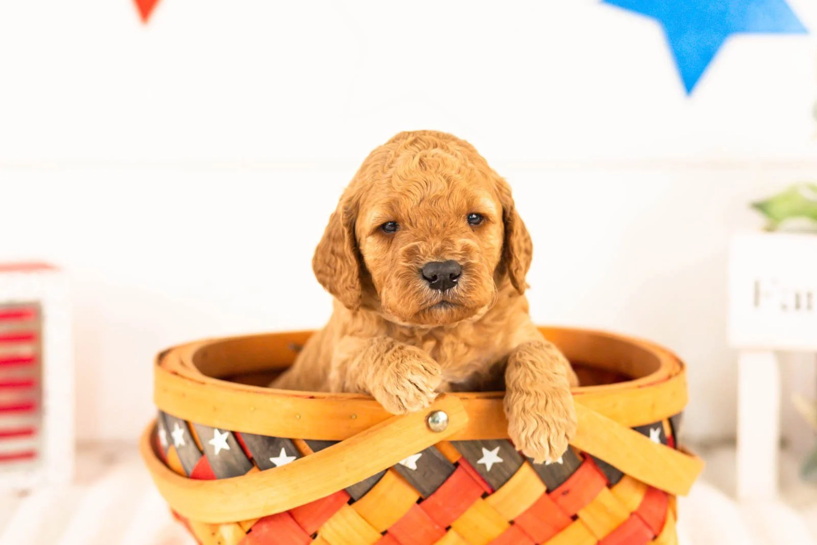 Olympic goldendoodle for sale(3).jpg