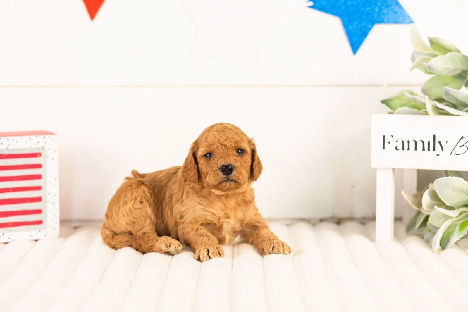 Rainer goldendoodle for sale.jpg