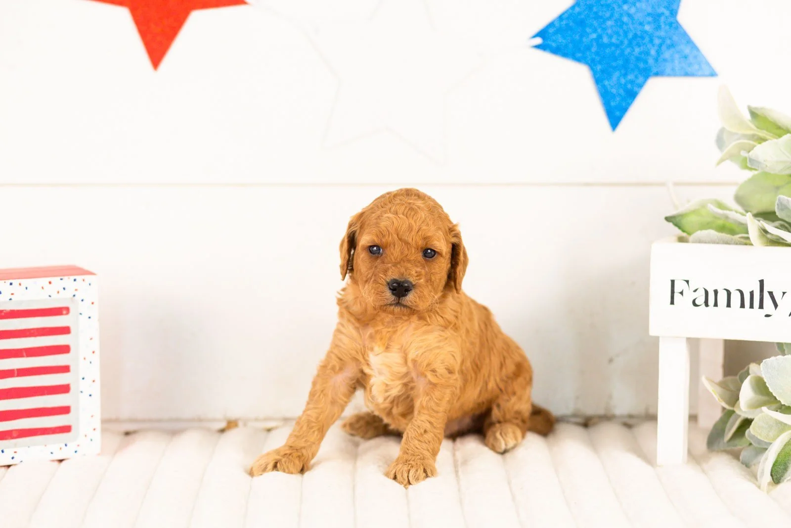 Rainer goldendoodle for sale(1).jpg