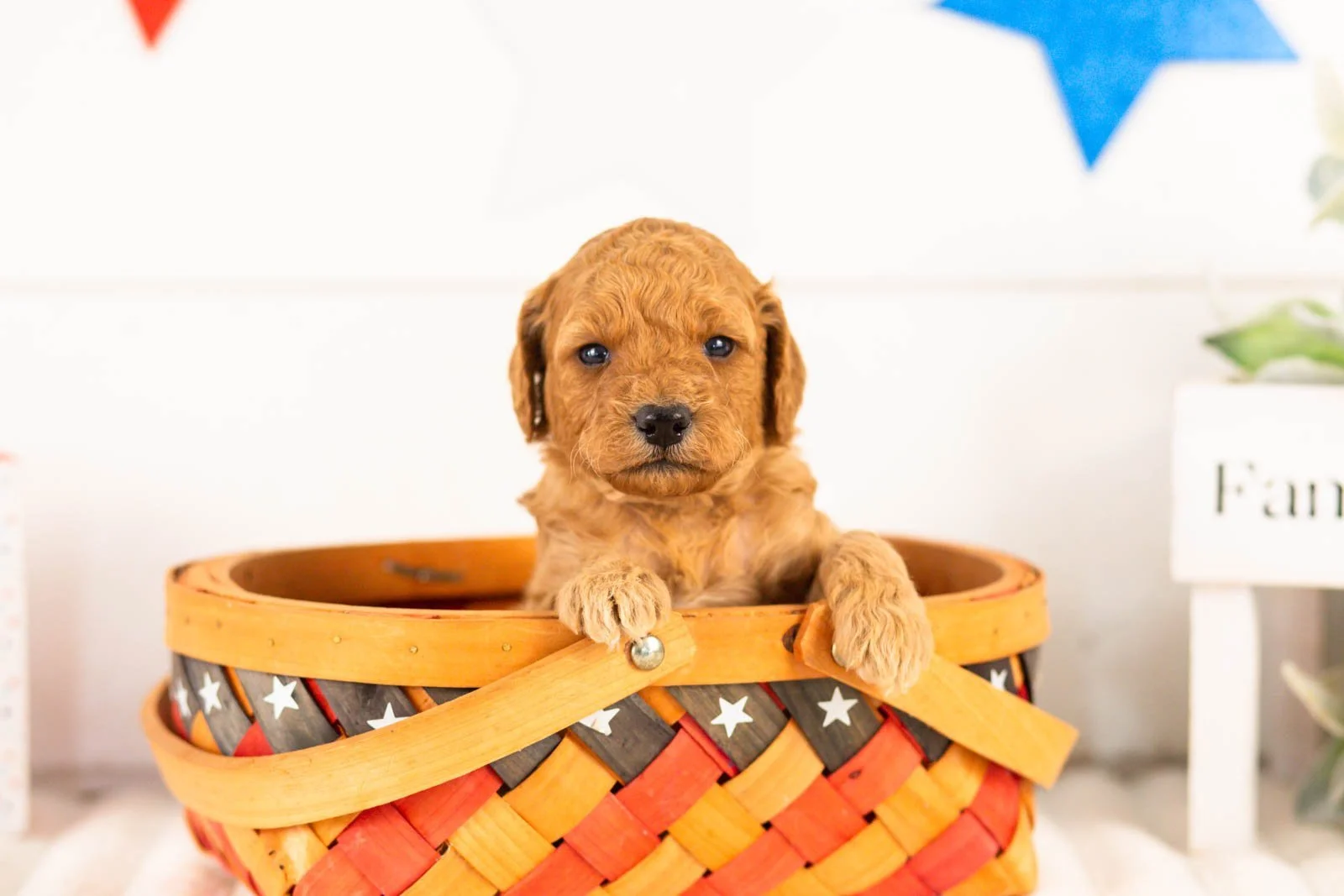 Rainer goldendoodle for sale(2).jpg