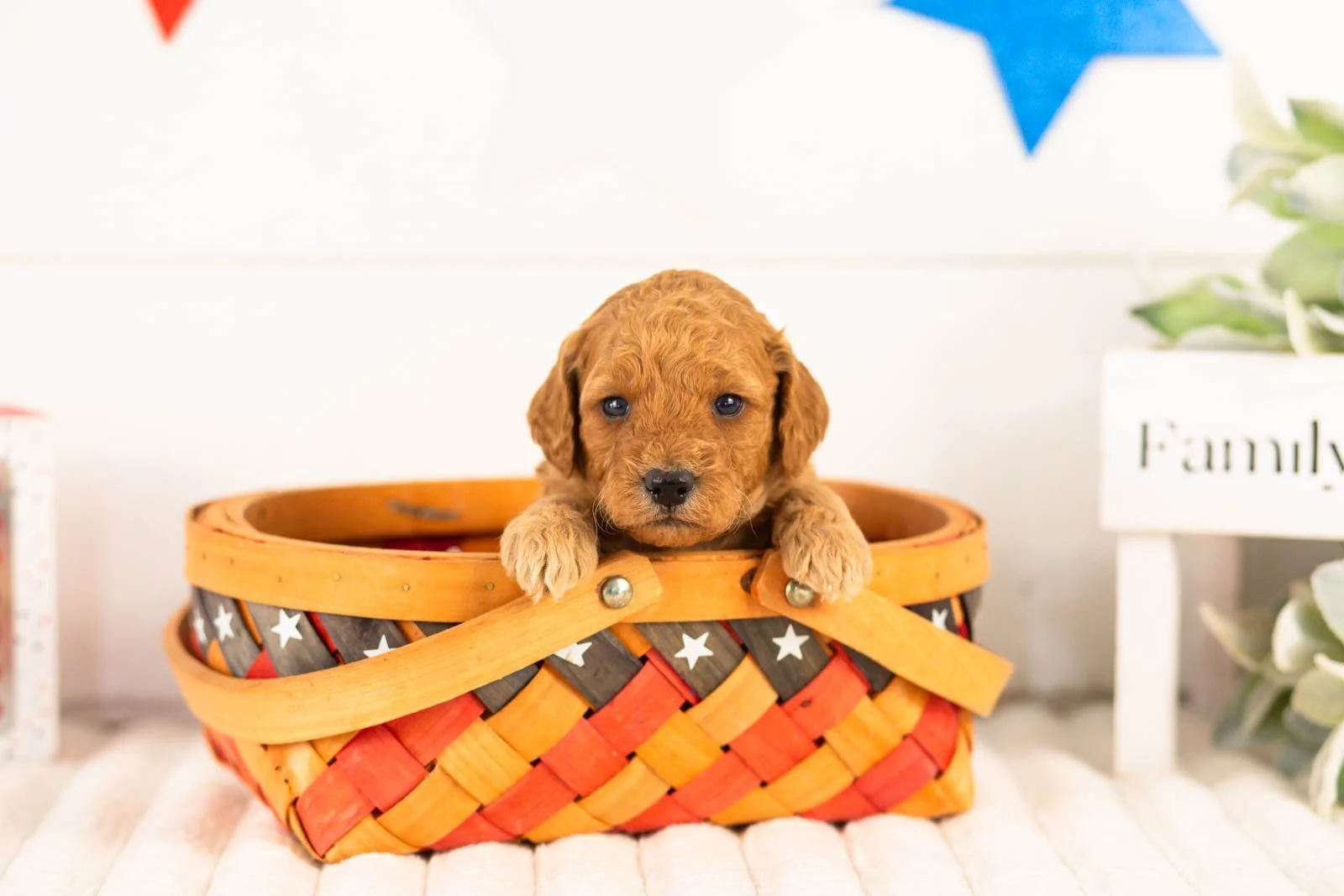 Rainer goldendoodle for sale(3).jpg