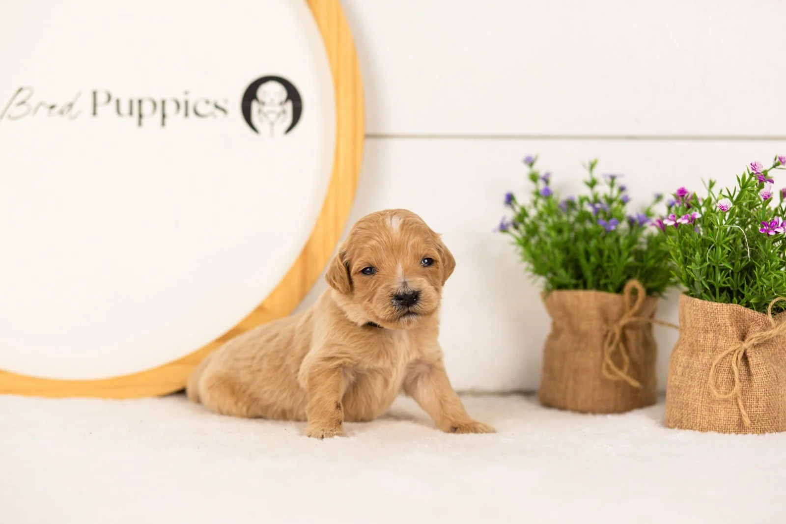 Frenchie goldendoodle for sale.jpg