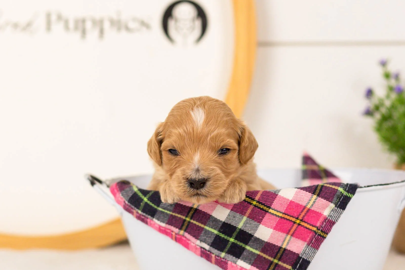 Frenchie goldendoodle for sale(1).jpg