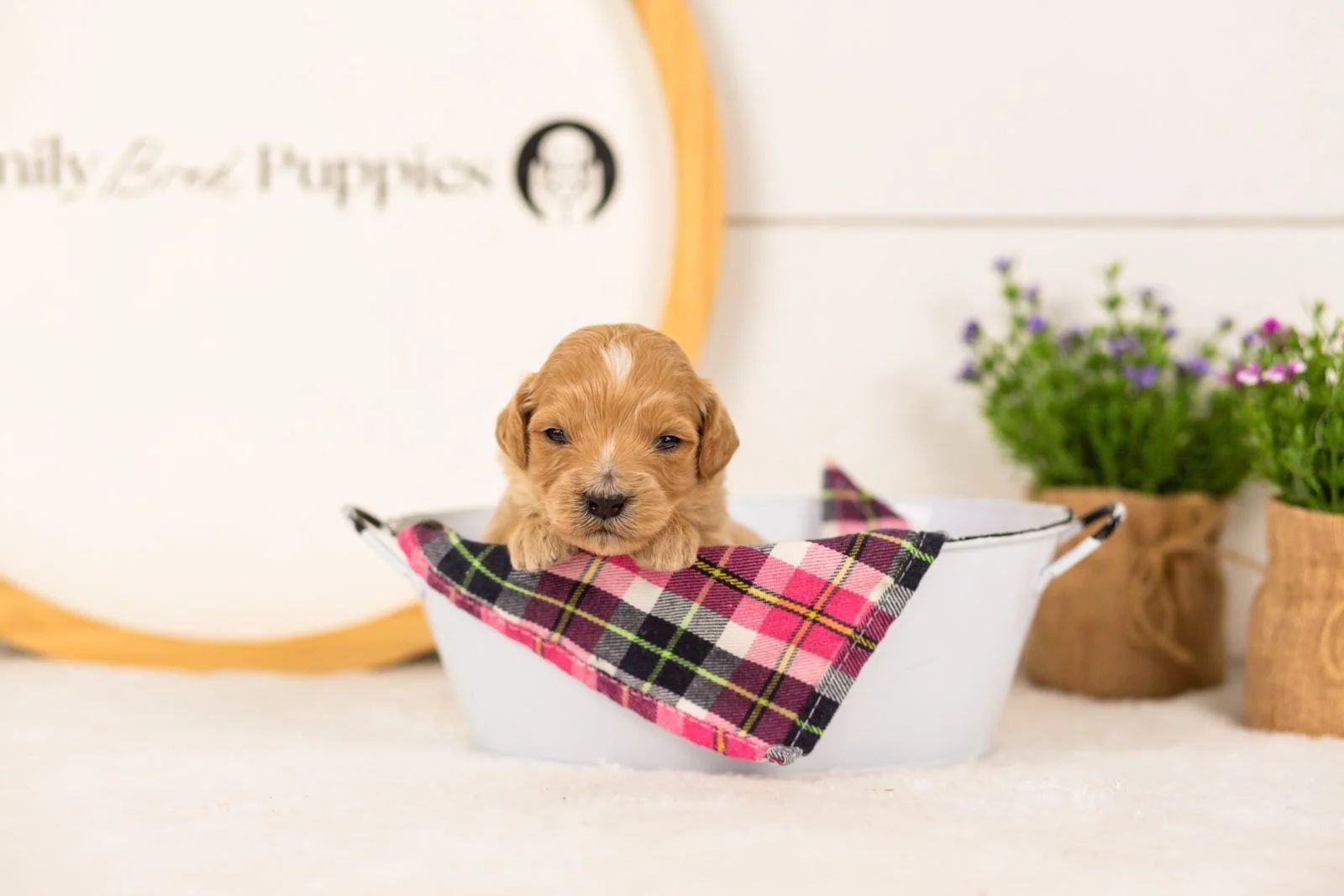 Frenchie goldendoodle for sale(2).jpg