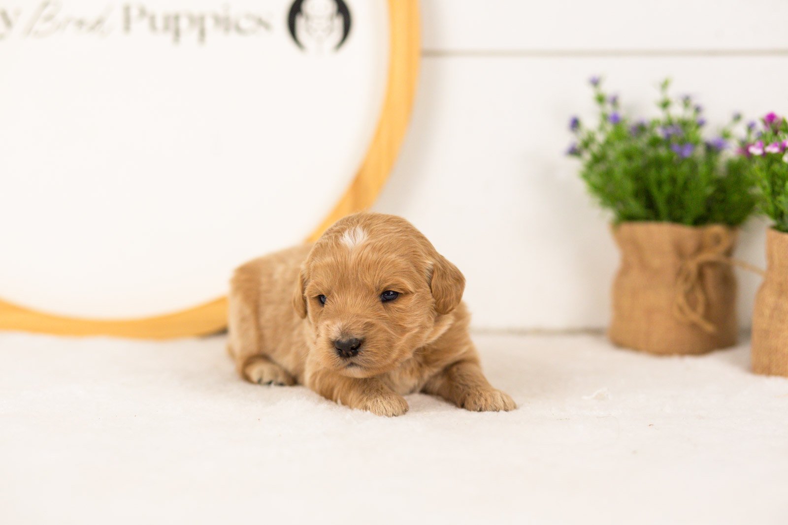 Sandy goldendoodle for sale(1).jpg