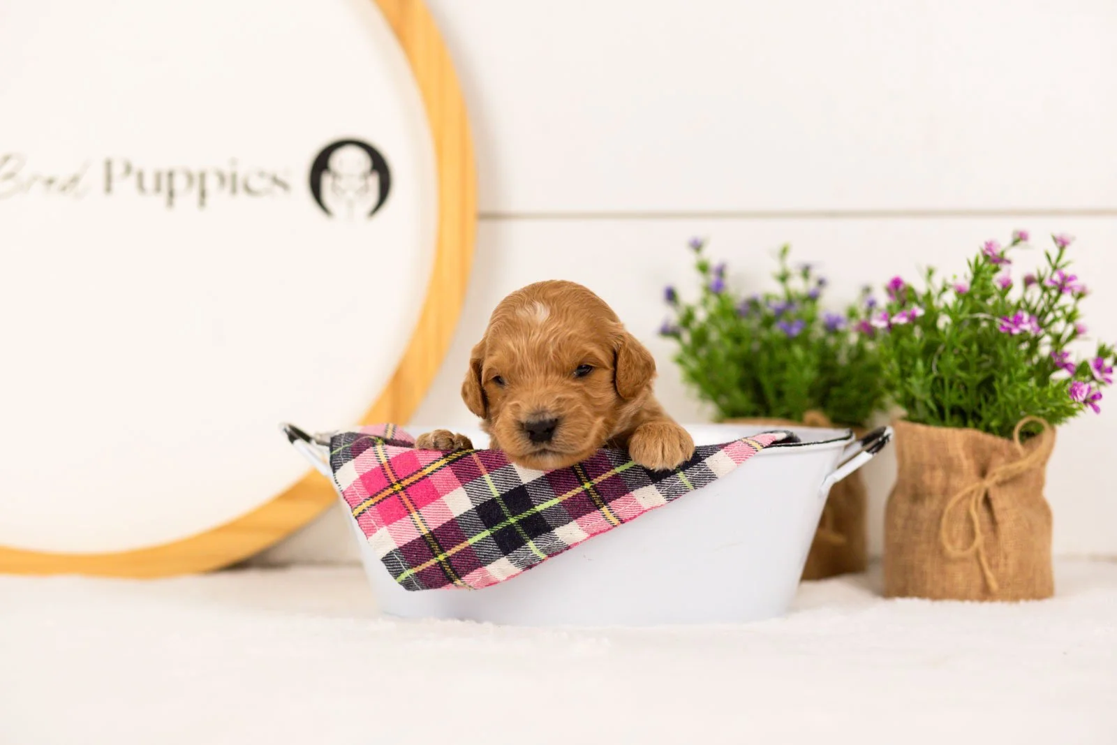Putzie goldendoodle for sale(4).jpg
