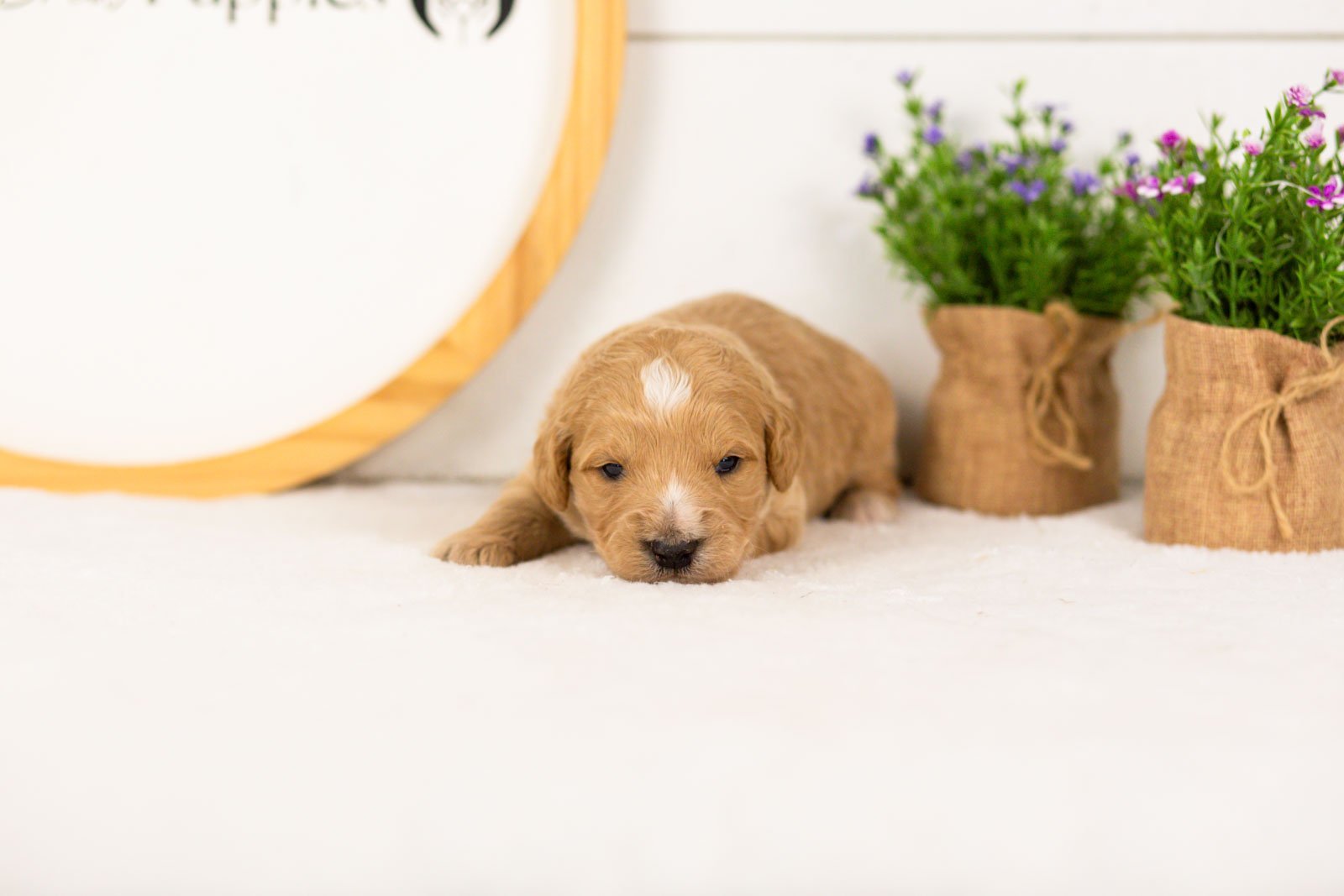 Sonny goldendoodle for sale(2).jpg