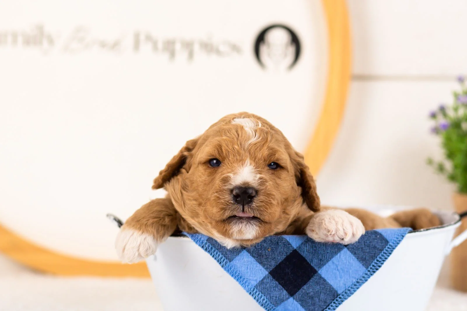 Brie goldendoodle for sale(3).jpg