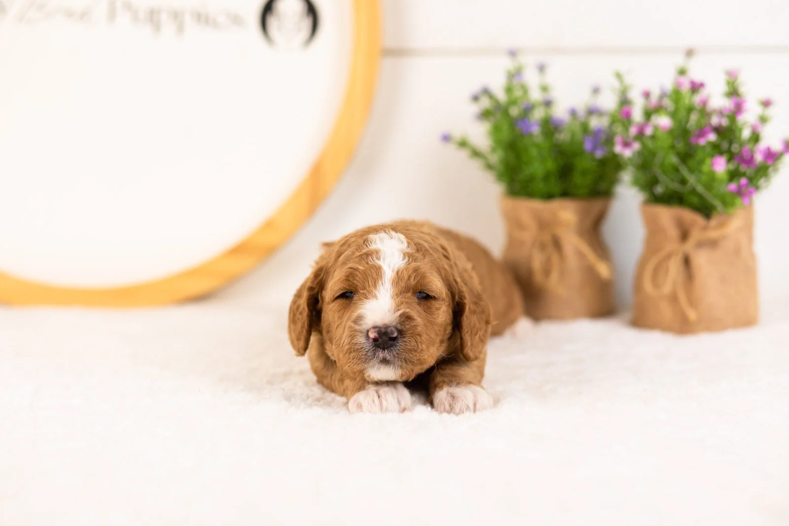 Colby goldendoodle for sale(1).jpg
