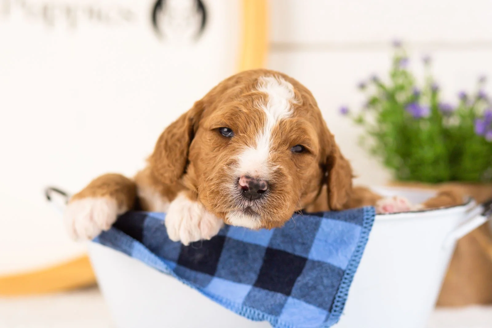 Colby goldendoodle for sale(3).jpg