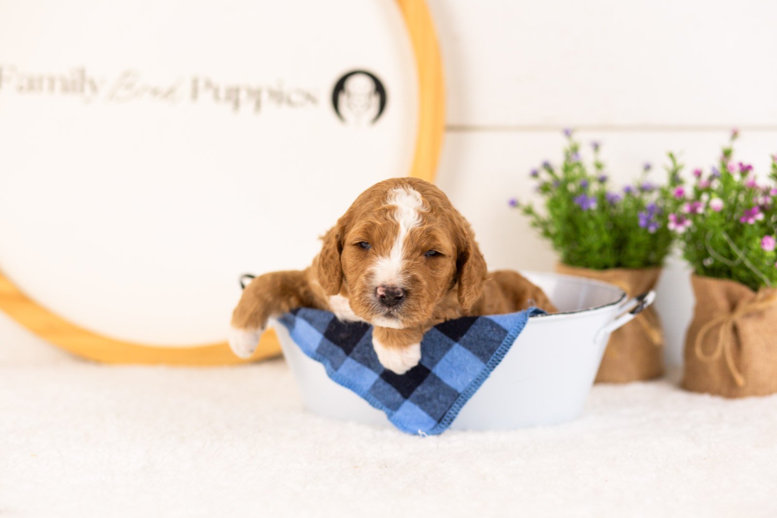 Colby goldendoodle for sale(4).jpg
