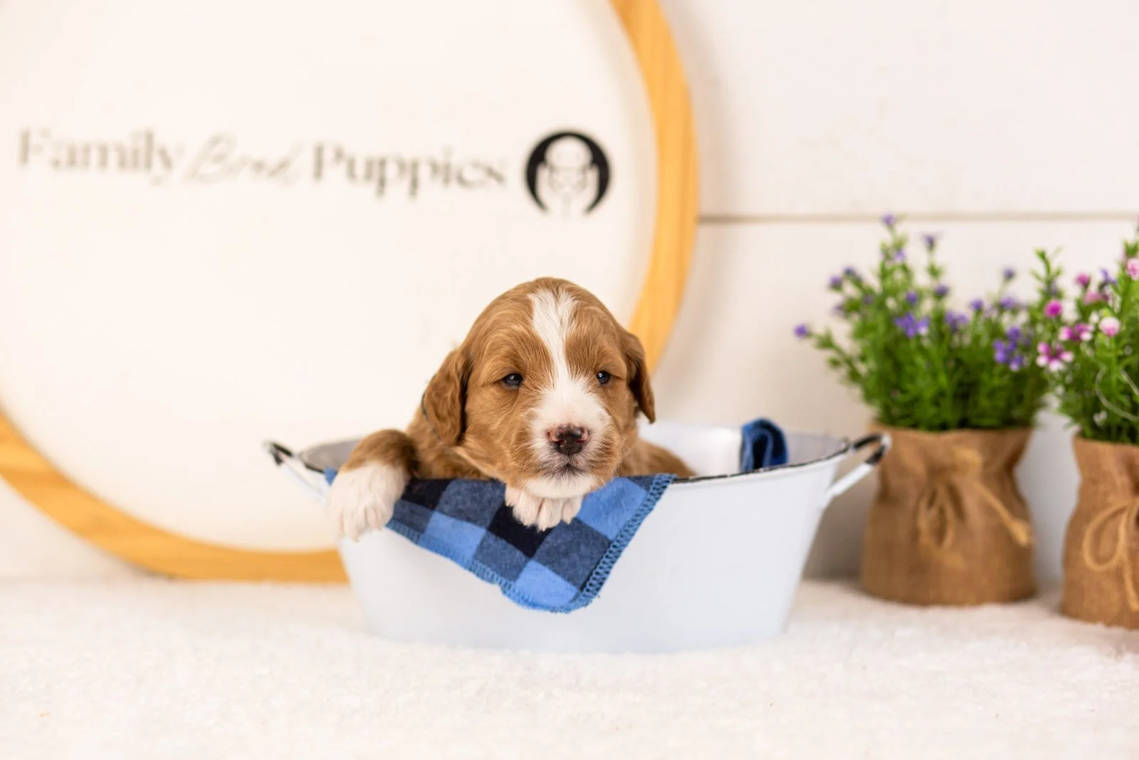 Gruyere goldendoodle for sale..jpg