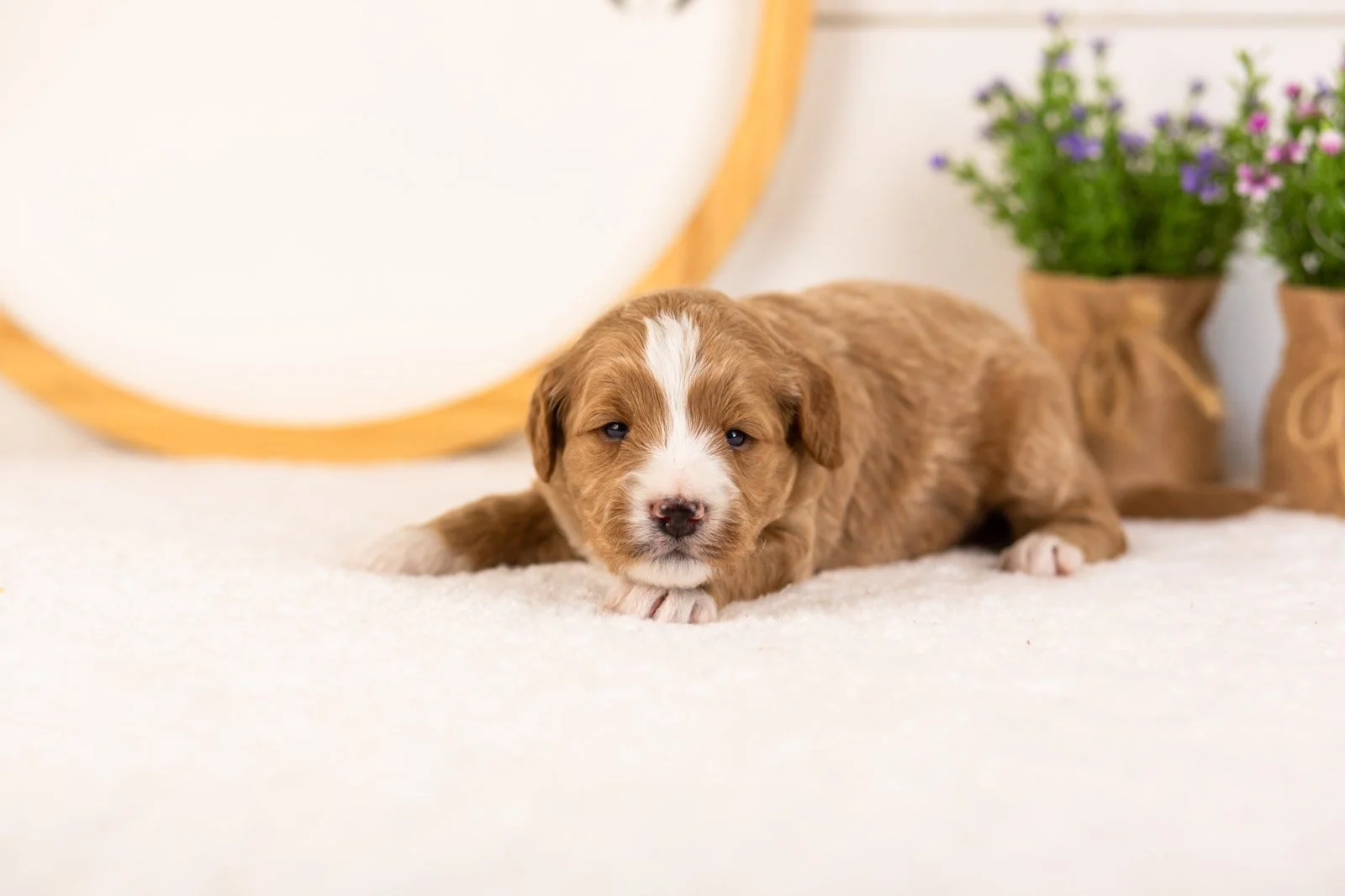 Gruyere goldendoodle for sale.jpg