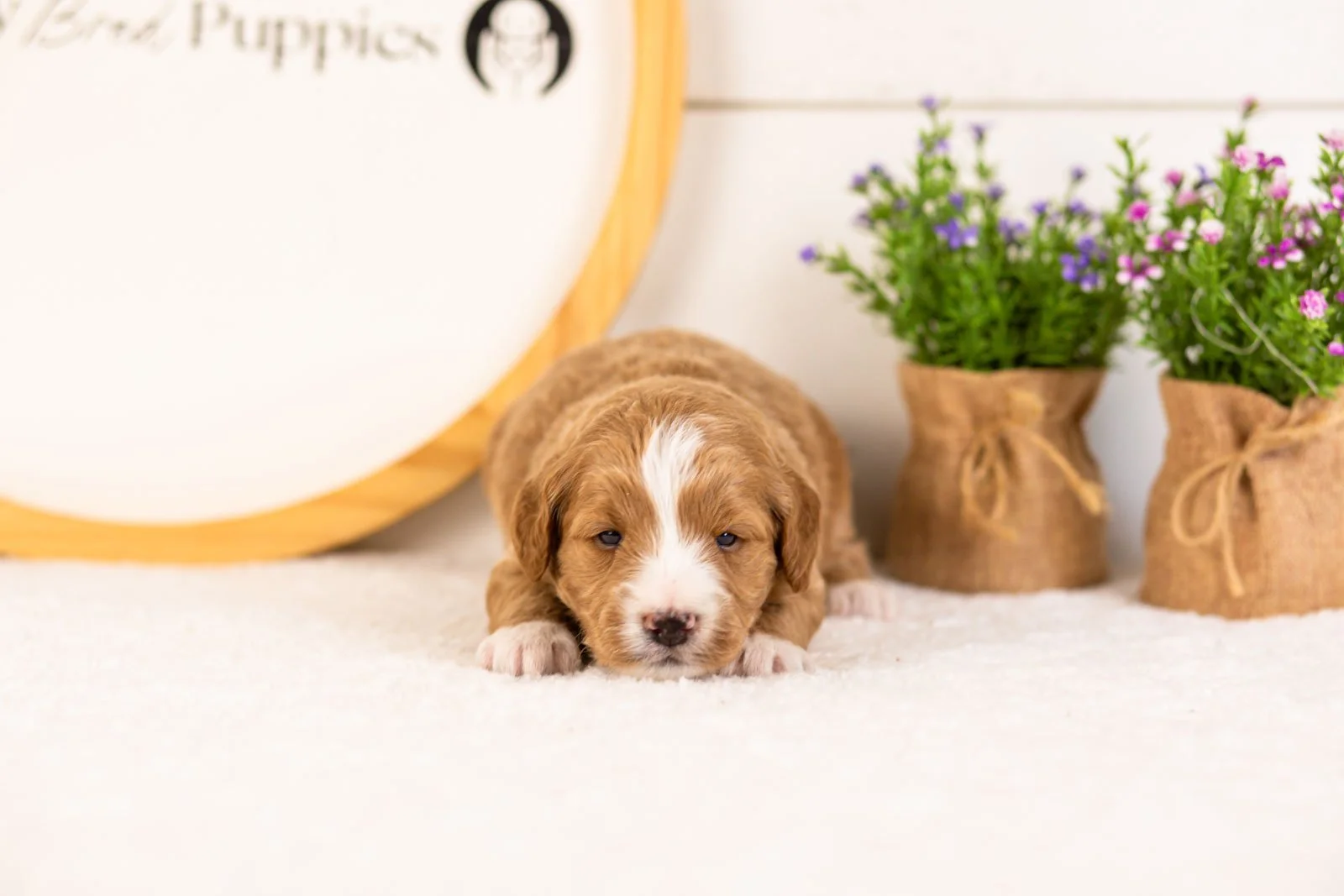 Gruyere goldendoodle for sale(1).jpg