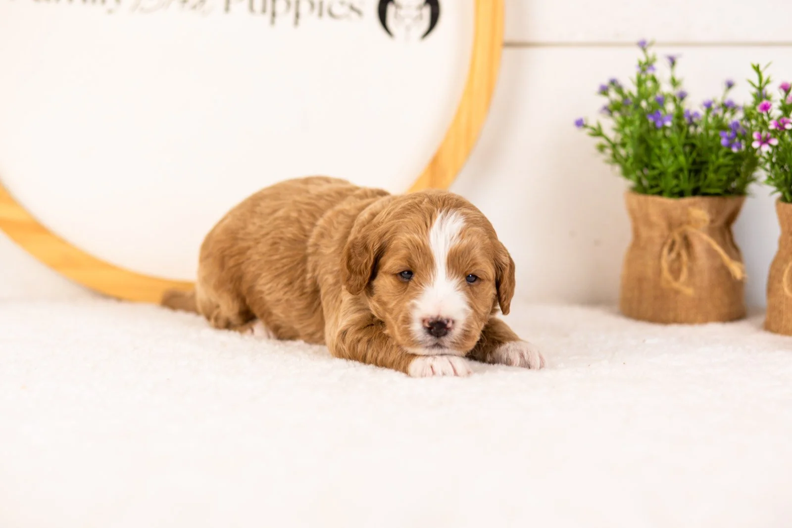 Gruyere goldendoodle for sale(2).jpg