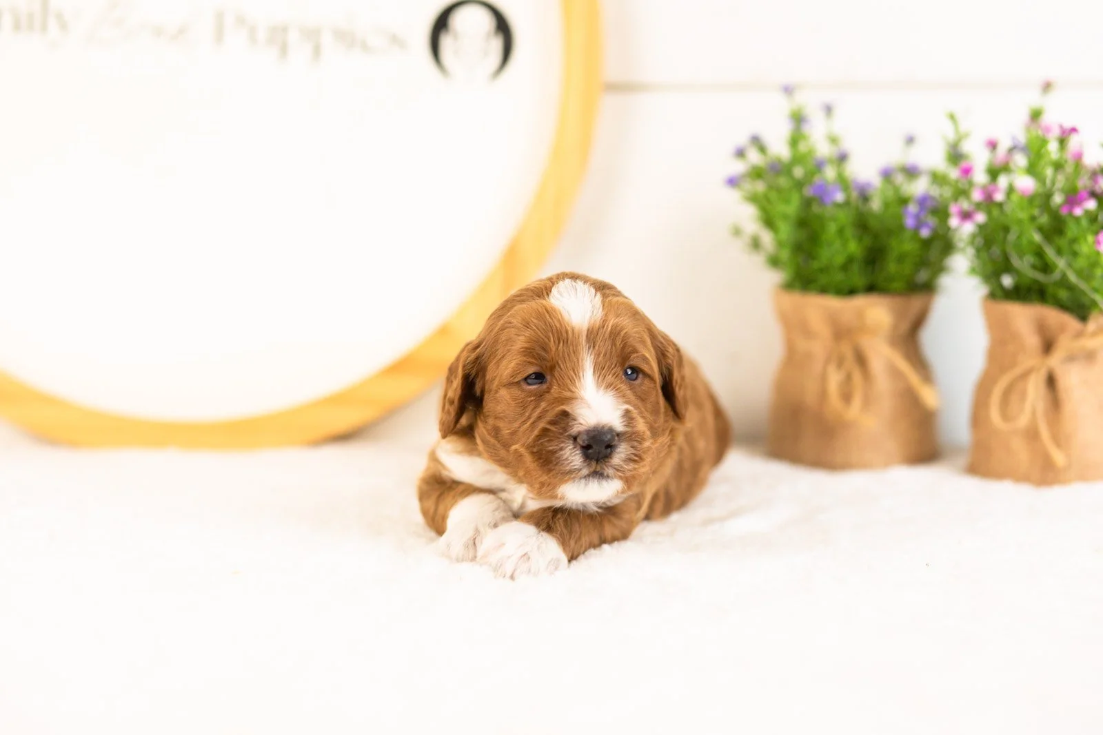 Harvarti goldendoodle for sale(1).jpg