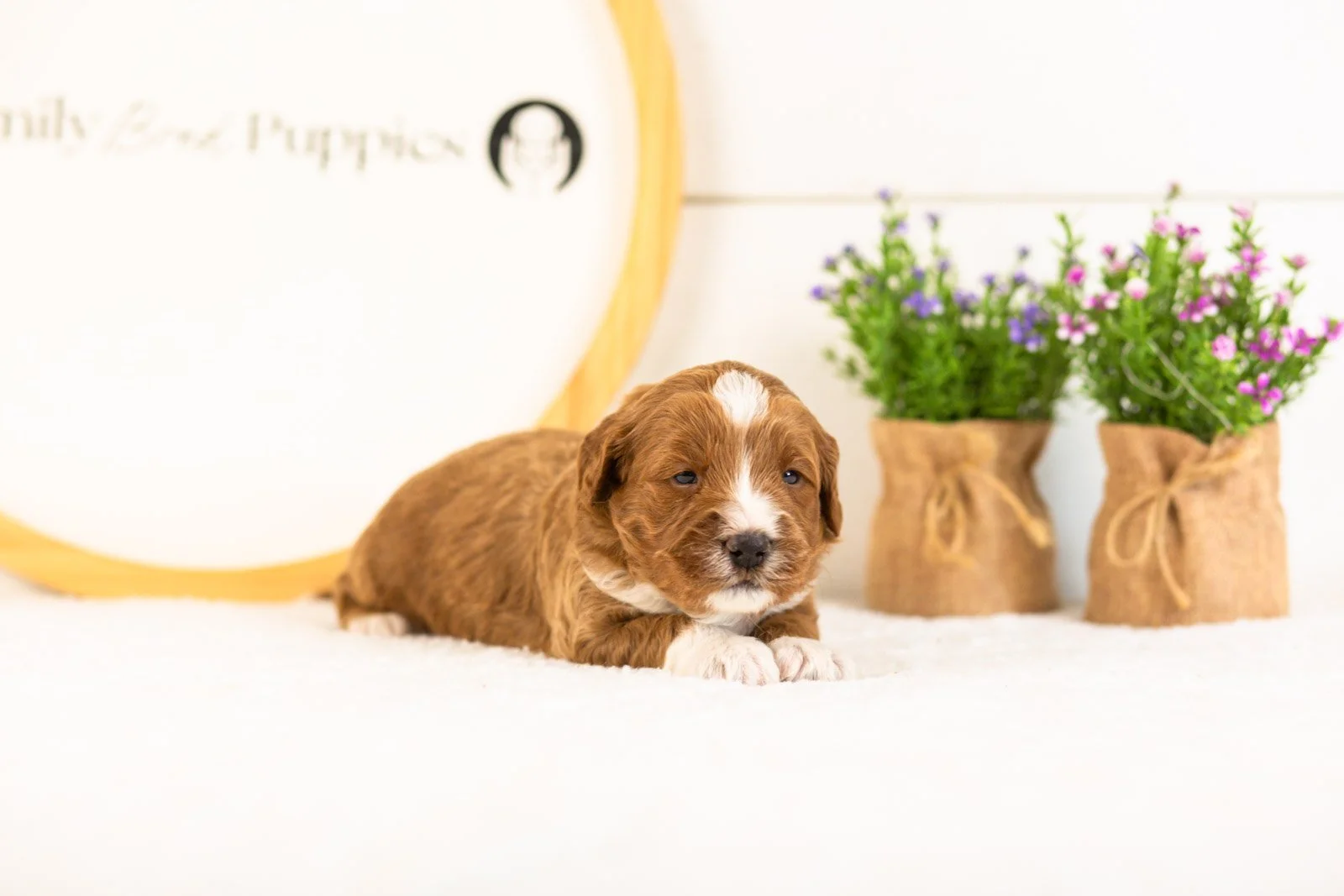 Harvarti goldendoodle for sale(2).jpg