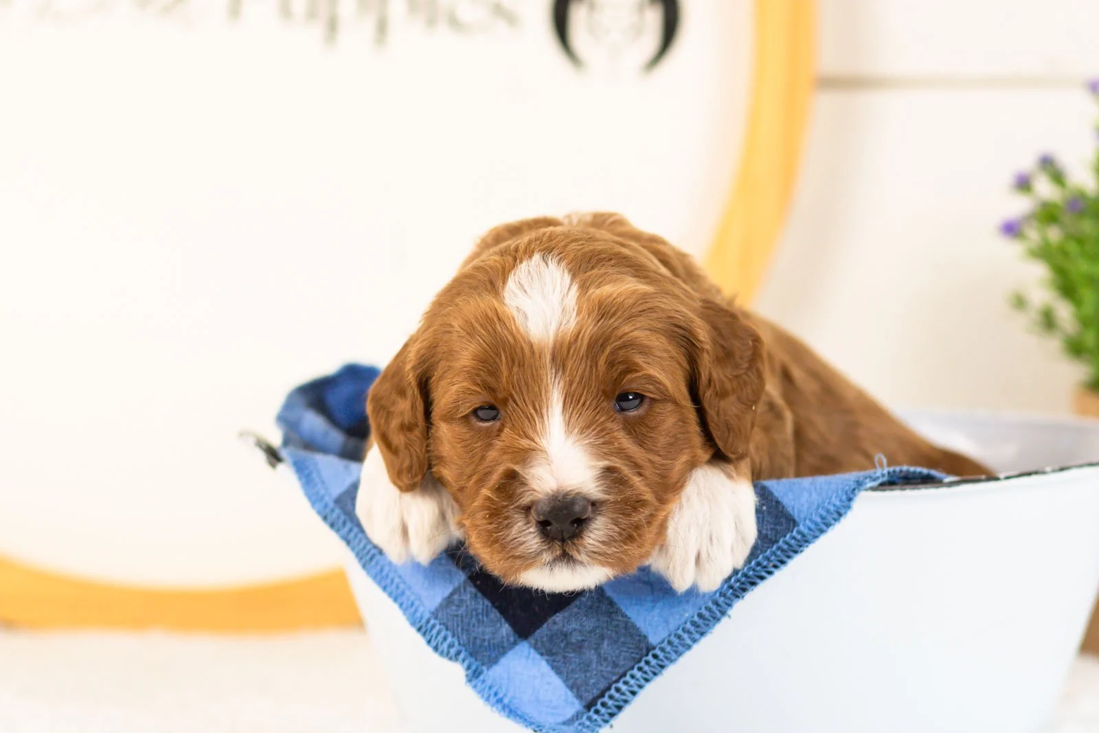 Harvarti goldendoodle for sale(3).jpg