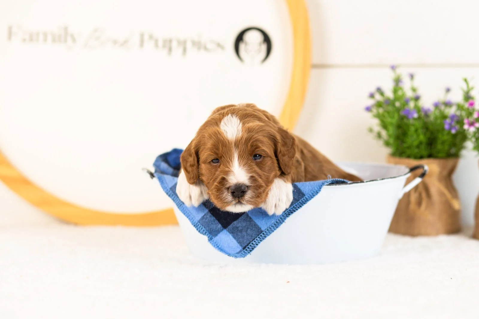 Harvarti goldendoodle for sale(4).jpg