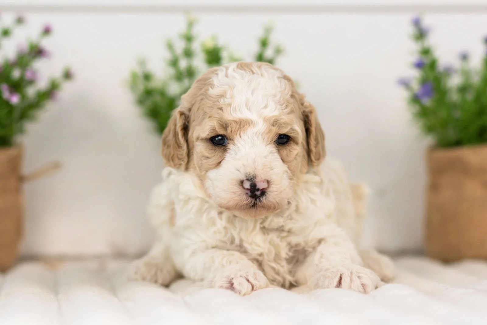 Dolly goldendoodle for sale.jpg