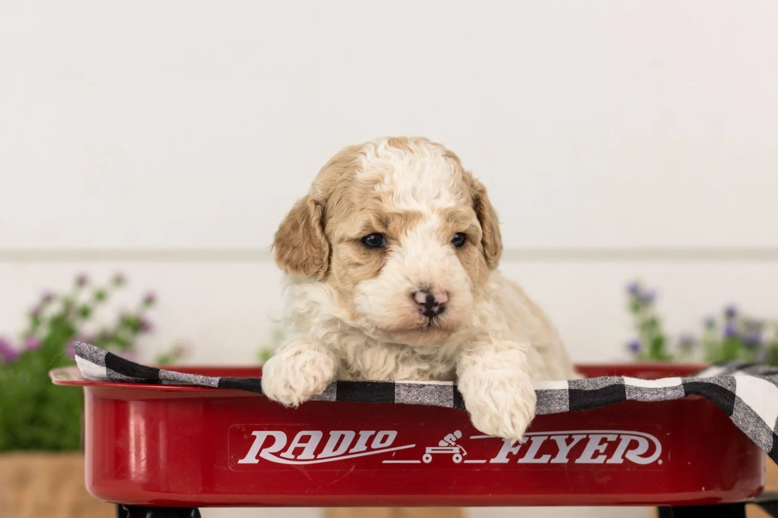 Dolly goldendoodle for sale(3).jpg