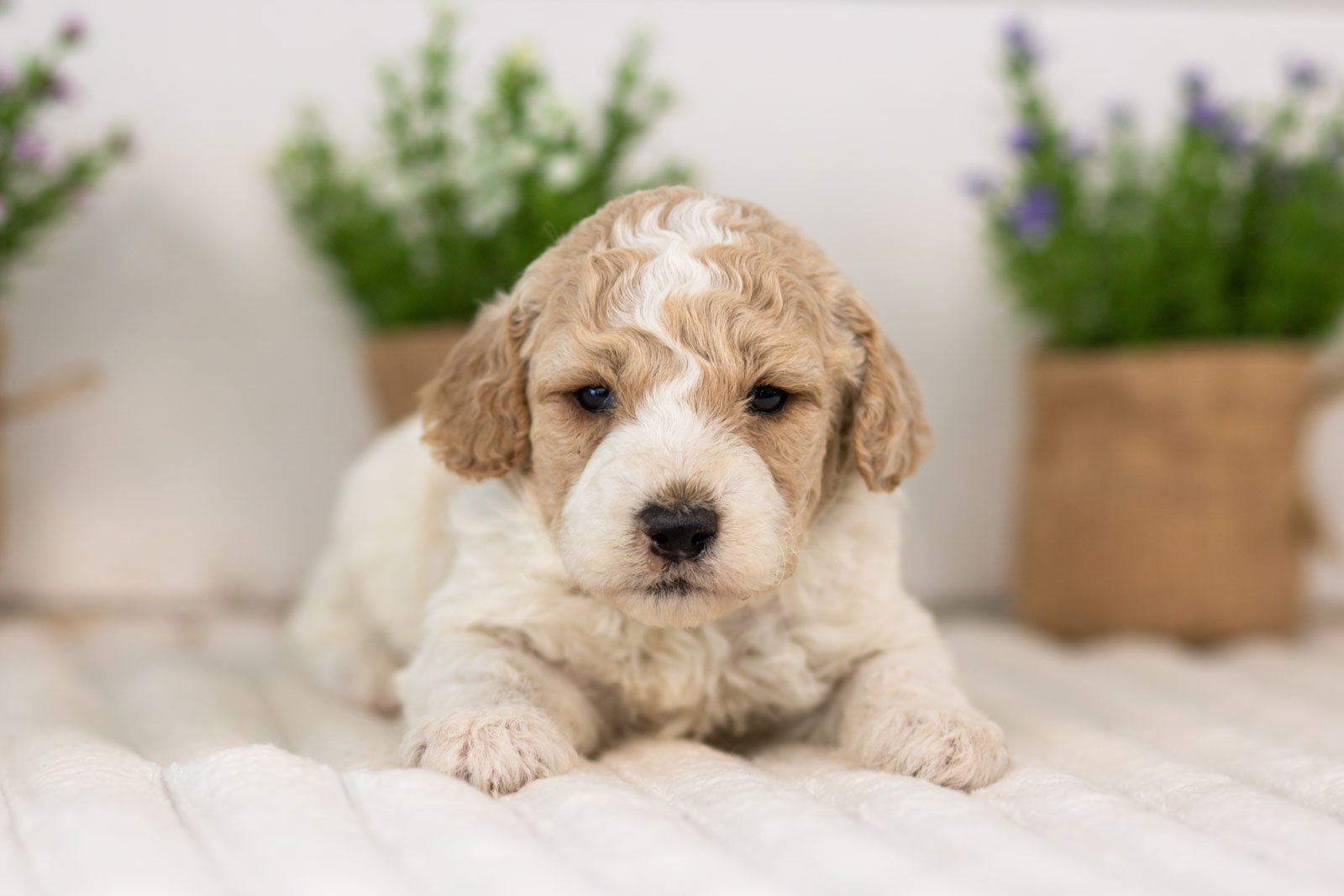 Dirby goldendoodle for sale.jpg